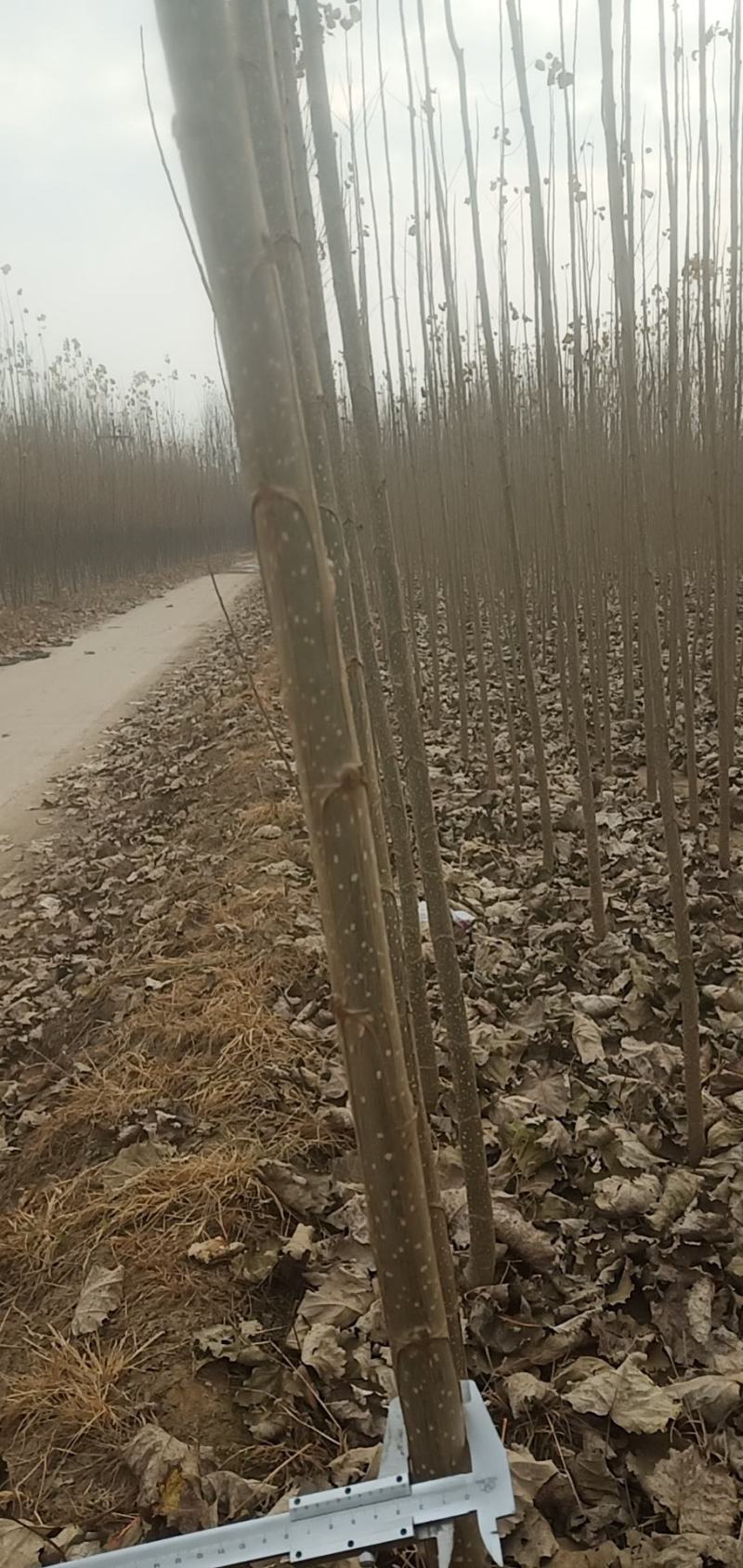 杨树优质品种培育基地