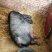 外界隔离的健康猪苗生产基地一手货源品种多价格实惠