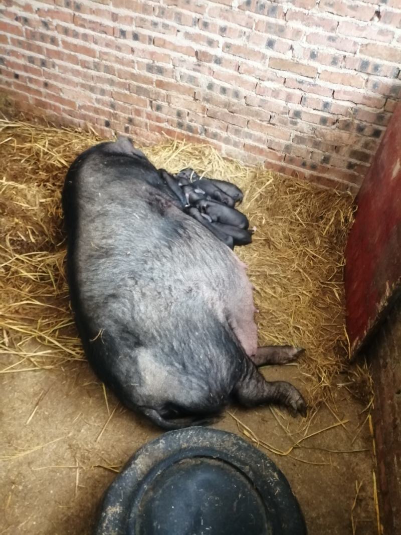 外界隔离的健康猪苗生产基地一手货源品种多价格实惠