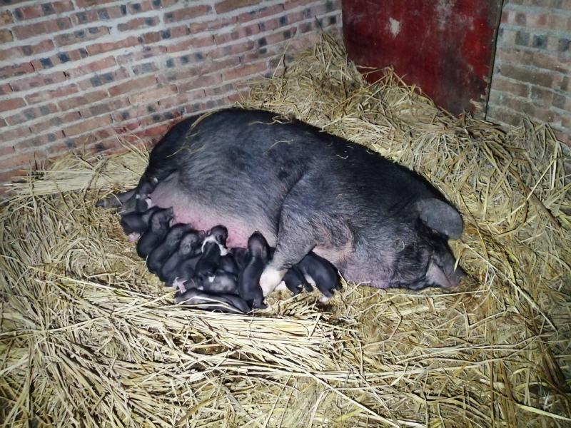 外界隔离的健康猪苗生产基地一手货源品种多价格实惠