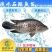 2023新苗淡水珍珠石斑鱼苗龙胆石斑鱼苗老鼠斑鱼苗