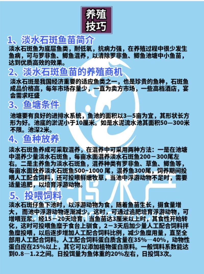 2023新苗淡水珍珠石斑鱼苗龙胆石斑鱼苗老鼠斑鱼苗