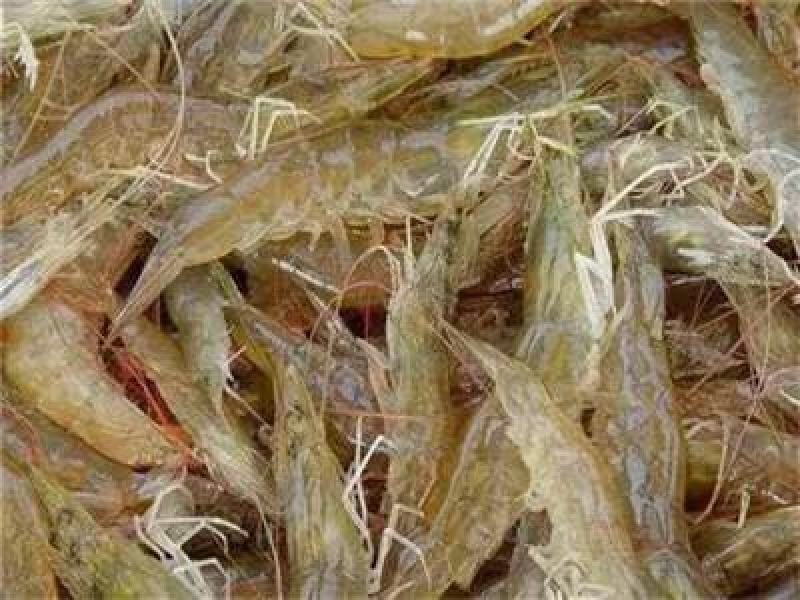 南美白对虾苗+技术指标+包回收成品+基地直供
