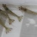 南美白对虾苗+技术指标+包回收成品+基地直供