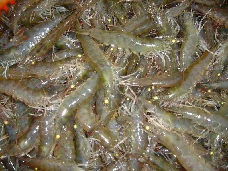 南美白对虾苗+技术指标+包回收成品+基地直供