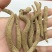 【牛商推荐】紫金龙申枝莲豌豆七川山七