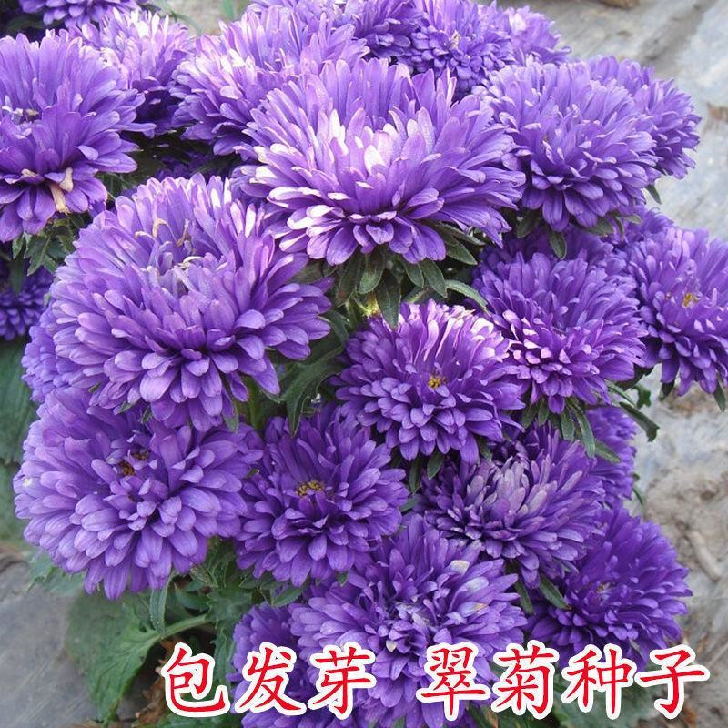 四季矮杆翠菊易种活重瓣翠菊花卉种子阳台盆栽植物开花不断花