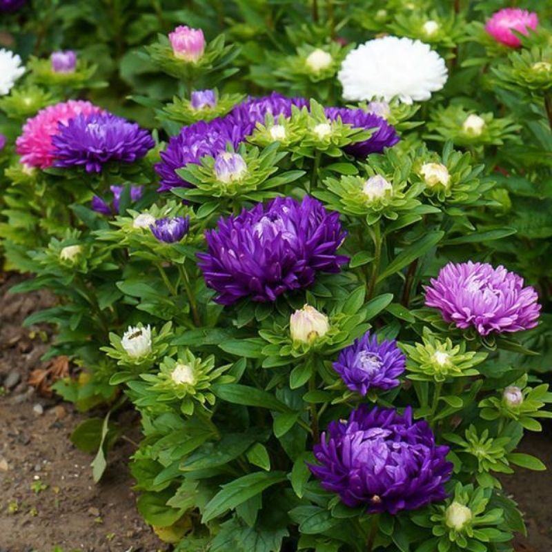 四季矮杆翠菊易种活重瓣翠菊花卉种子阳台盆栽植物开花不断花