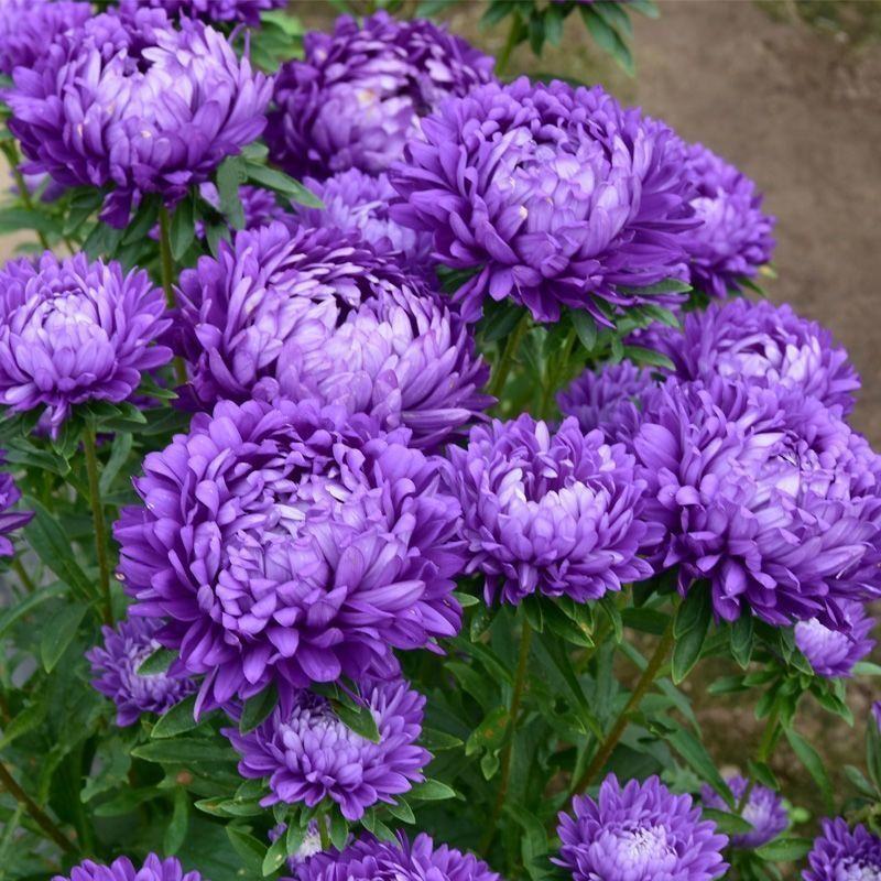 四季矮杆翠菊易种活重瓣翠菊花卉种子阳台盆栽植物开花不断花