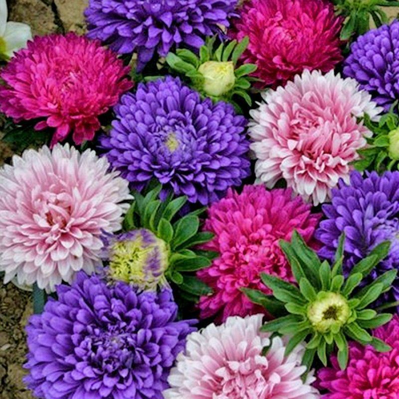 四季矮杆翠菊易种活重瓣翠菊花卉种子阳台盆栽植物开花不断花