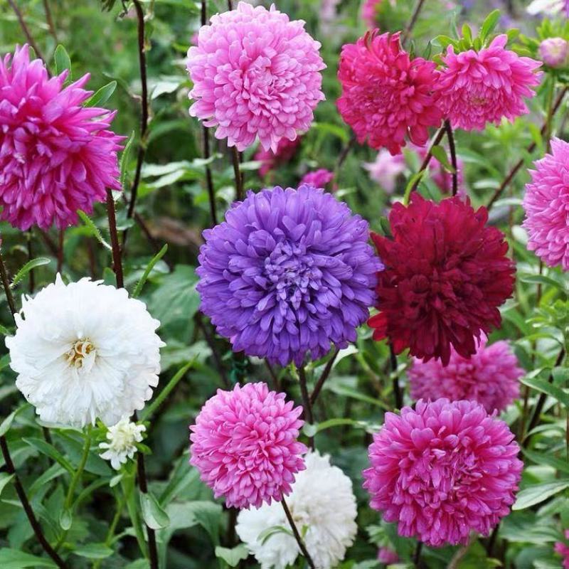 四季矮杆翠菊易种活重瓣翠菊花卉种子阳台盆栽植物开花不断花
