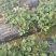 水果味草莓，天仙醉草莓