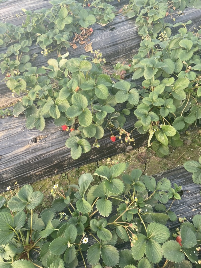 水果味草莓，天仙醉草莓