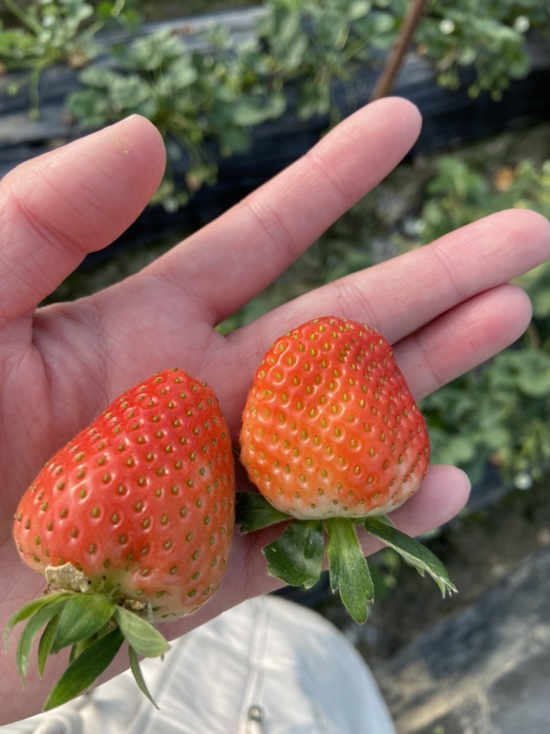 水果味草莓，天仙醉草莓