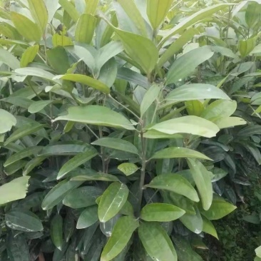 肉桂树苗2年苗30-80公分