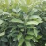 肉桂树苗2年苗30-80公分