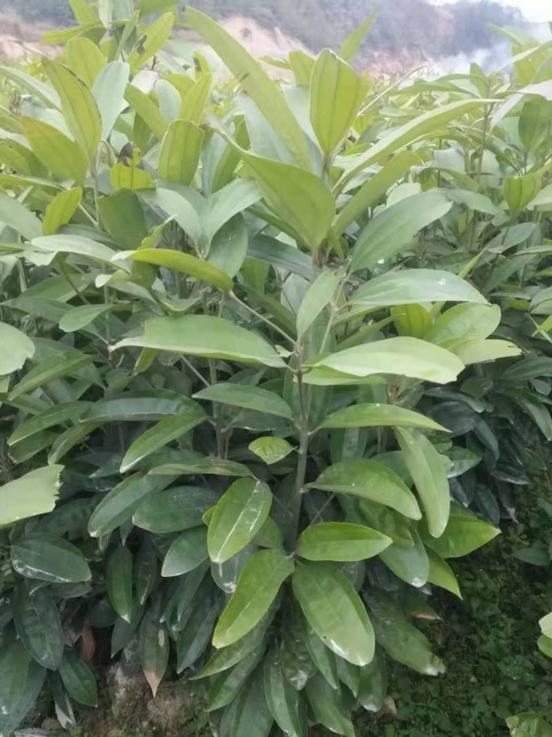 肉桂树苗2年苗30-80公分
