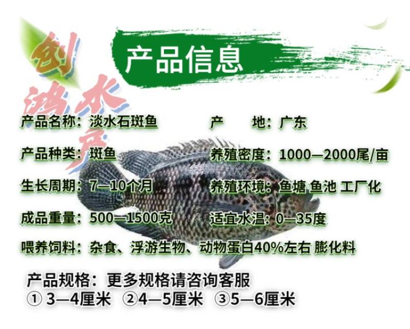 【2023新苗】淡水珍珠石斑鱼苗龙胆石斑鱼苗花斑鱼苗