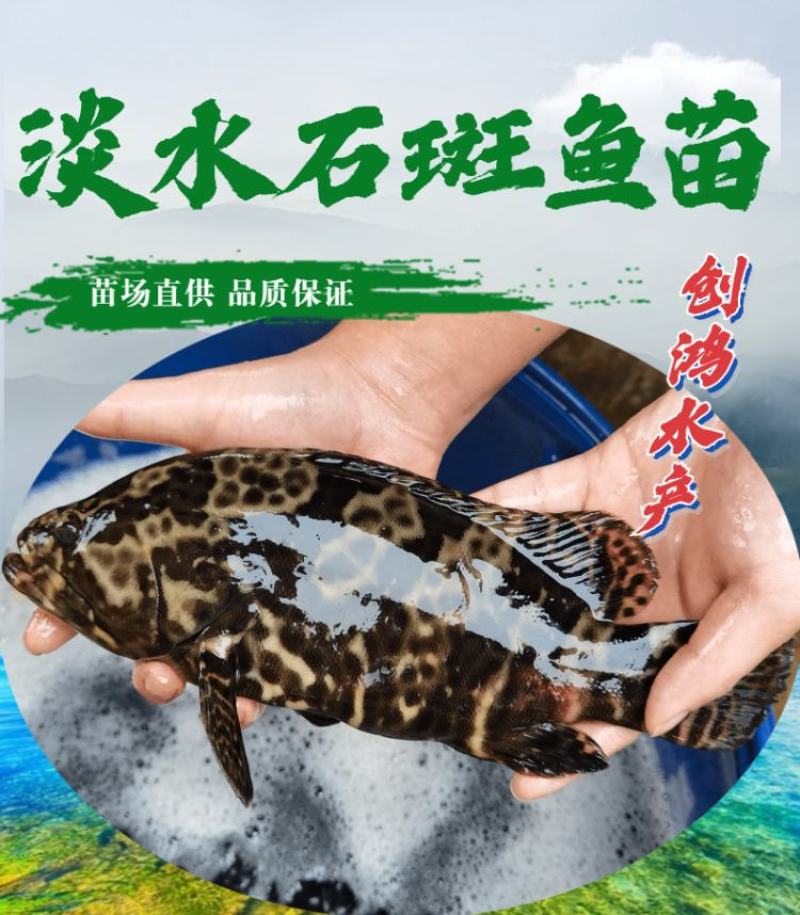 2023新苗淡水珍珠石斑鱼苗龙胆石斑鱼苗老鼠斑鱼苗