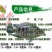 2023新苗淡水珍珠石斑鱼苗龙胆石斑鱼苗老鼠斑鱼苗