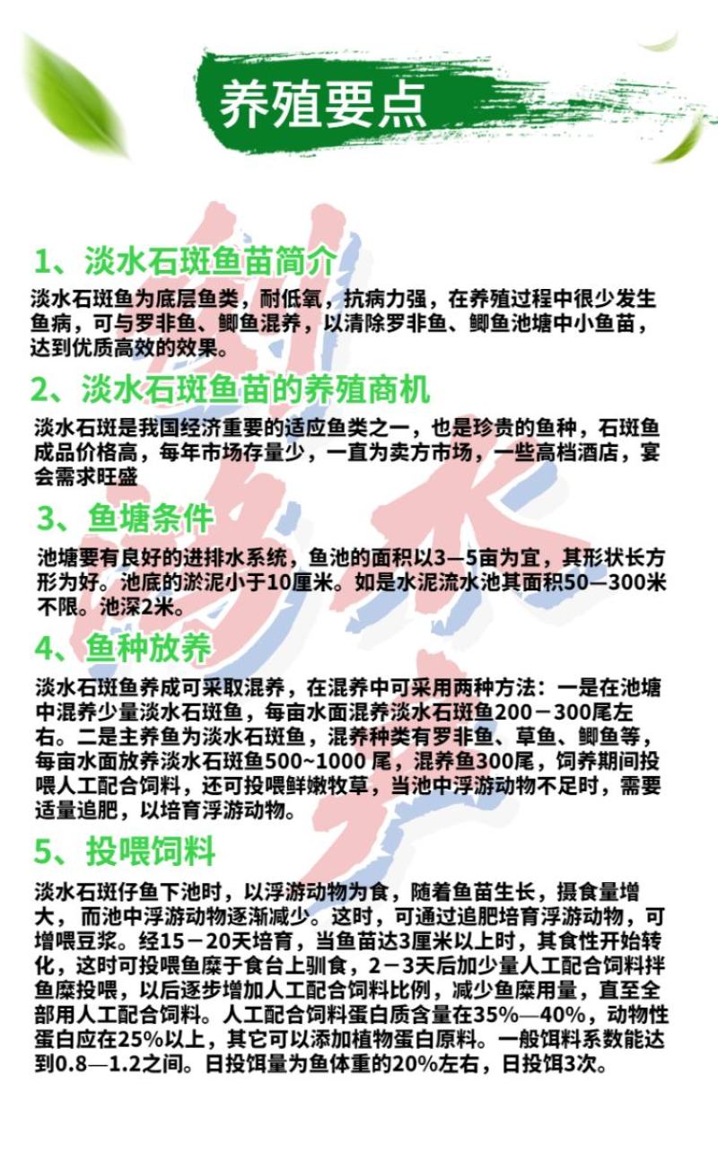 2023新苗淡水珍珠石斑鱼苗龙胆石斑鱼苗老鼠斑鱼苗
