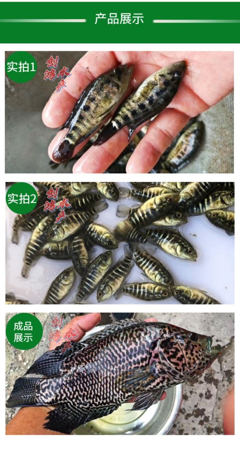 2023新苗淡水珍珠石斑鱼苗龙胆石斑鱼苗老鼠斑鱼苗