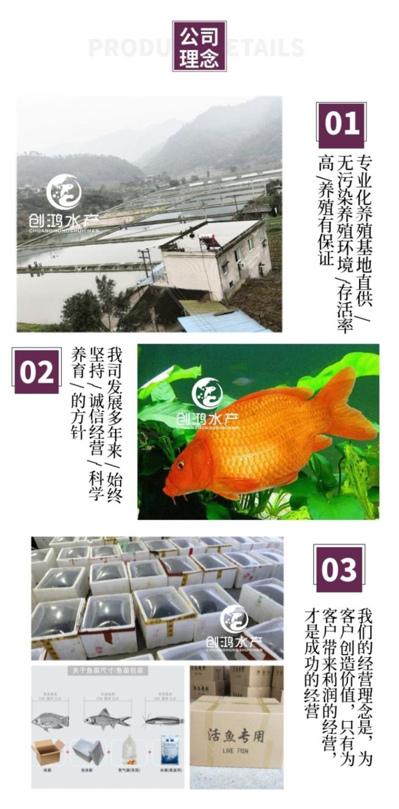 【2023新苗】红鲤鱼苗俄罗斯金丝红鲤鱼苗观赏鱼