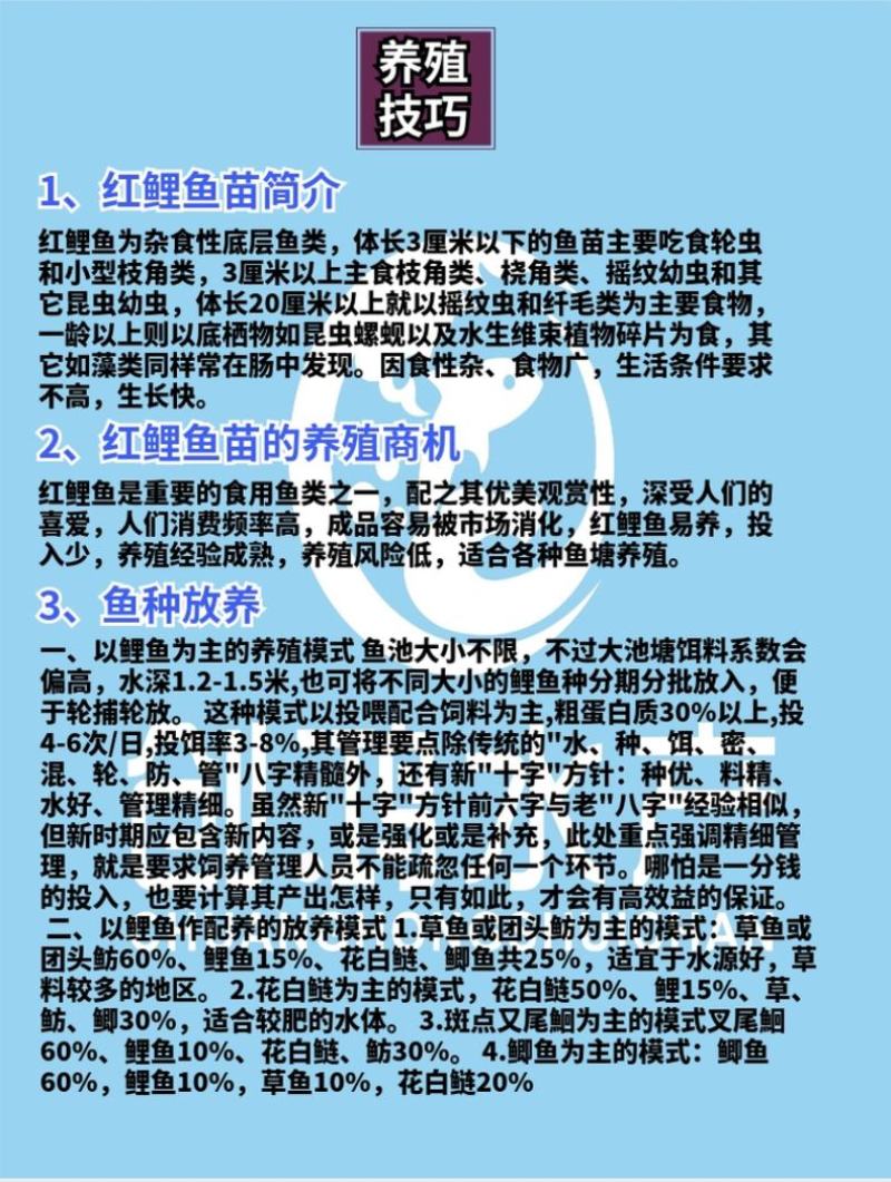 2023新苗红鲤鱼苗兴国红鲤鱼苗金丝红鲤鱼苗观赏鱼