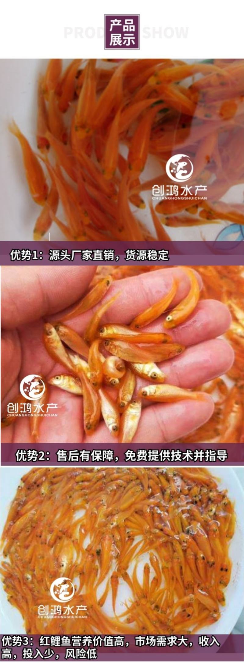 2023新苗红鲤鱼苗兴国红鲤鱼苗金丝红鲤鱼苗观赏鱼