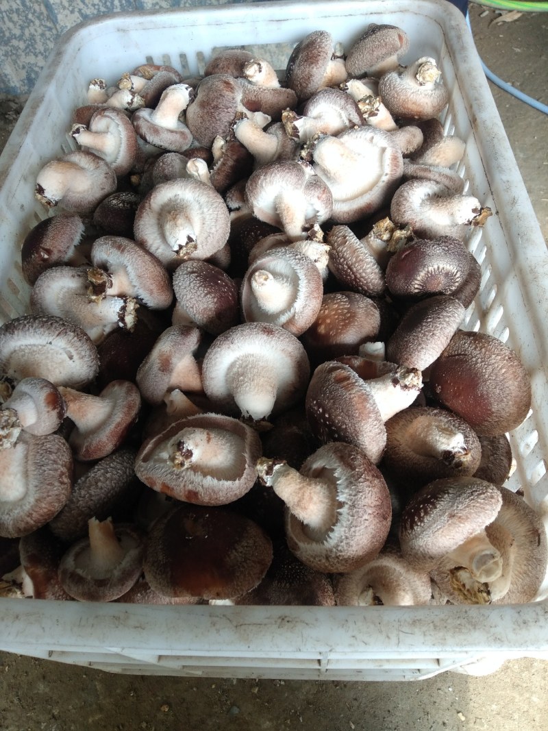 大胖新鲜香菇刚摘的鲜菇