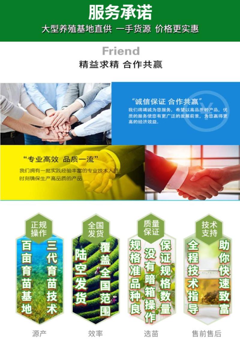 【2023新苗】红鲤鱼苗俄罗斯金丝红鲤鱼苗观赏鱼