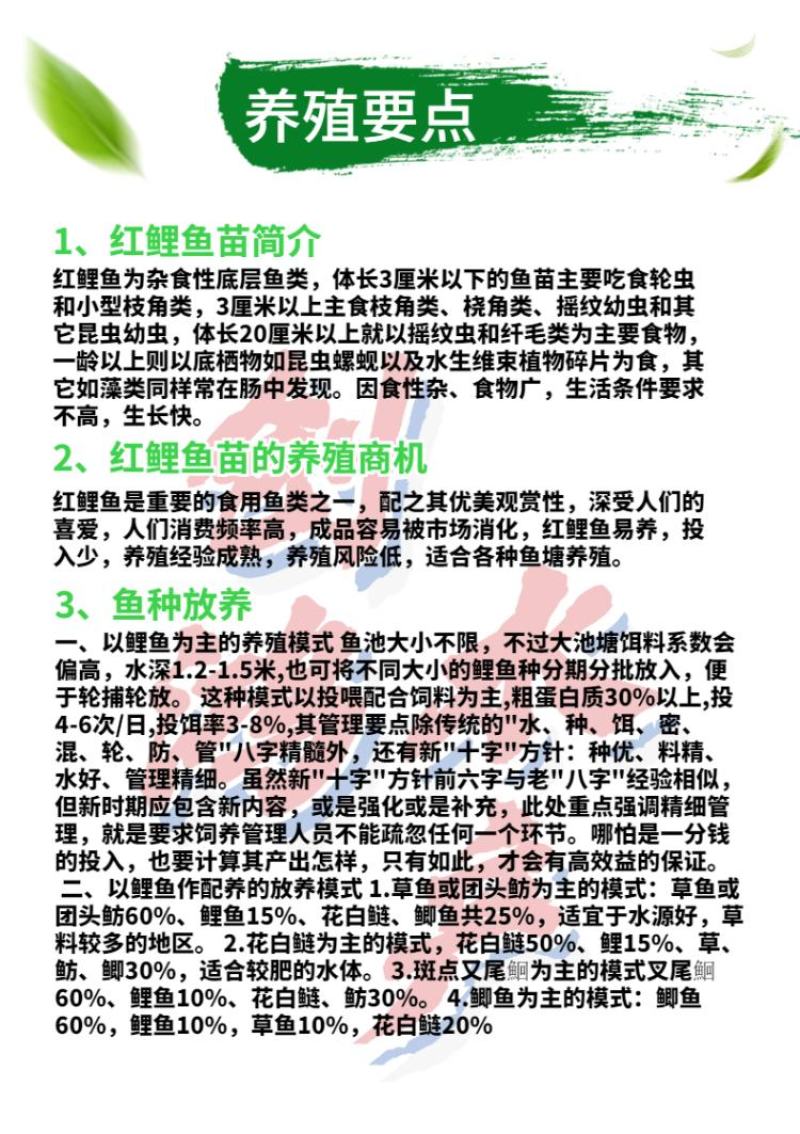 【2023新苗】红鲤鱼苗俄罗斯金丝红鲤鱼苗观赏鱼