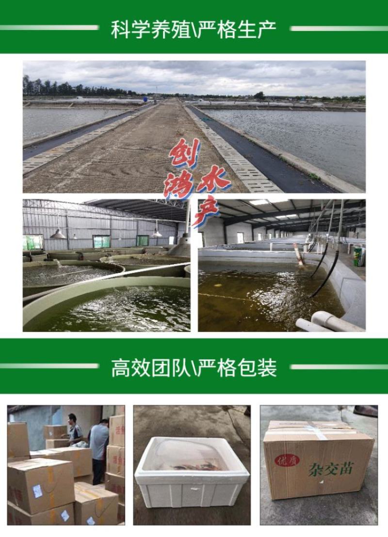 2023新苗红鲤鱼苗兴国红鲤鱼苗金丝红鲤鱼苗观赏鱼