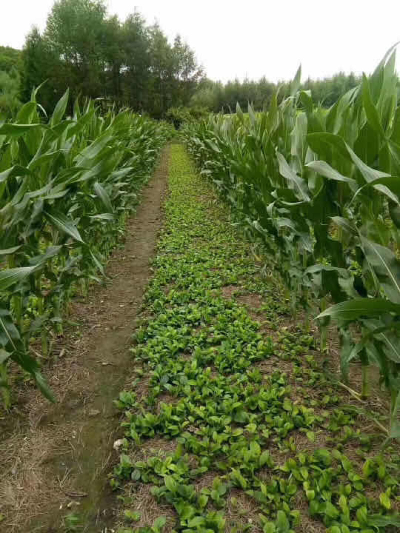 苍术，河北承德品种，北苍术