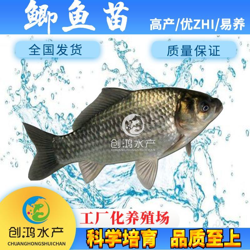 【2023新苗】鲫鱼鱼苗中科五号鲫鱼苗鲫鱼水花供应