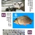 【2023新苗】鲫鱼鱼苗中科五号鲫鱼苗鲫鱼水花供应