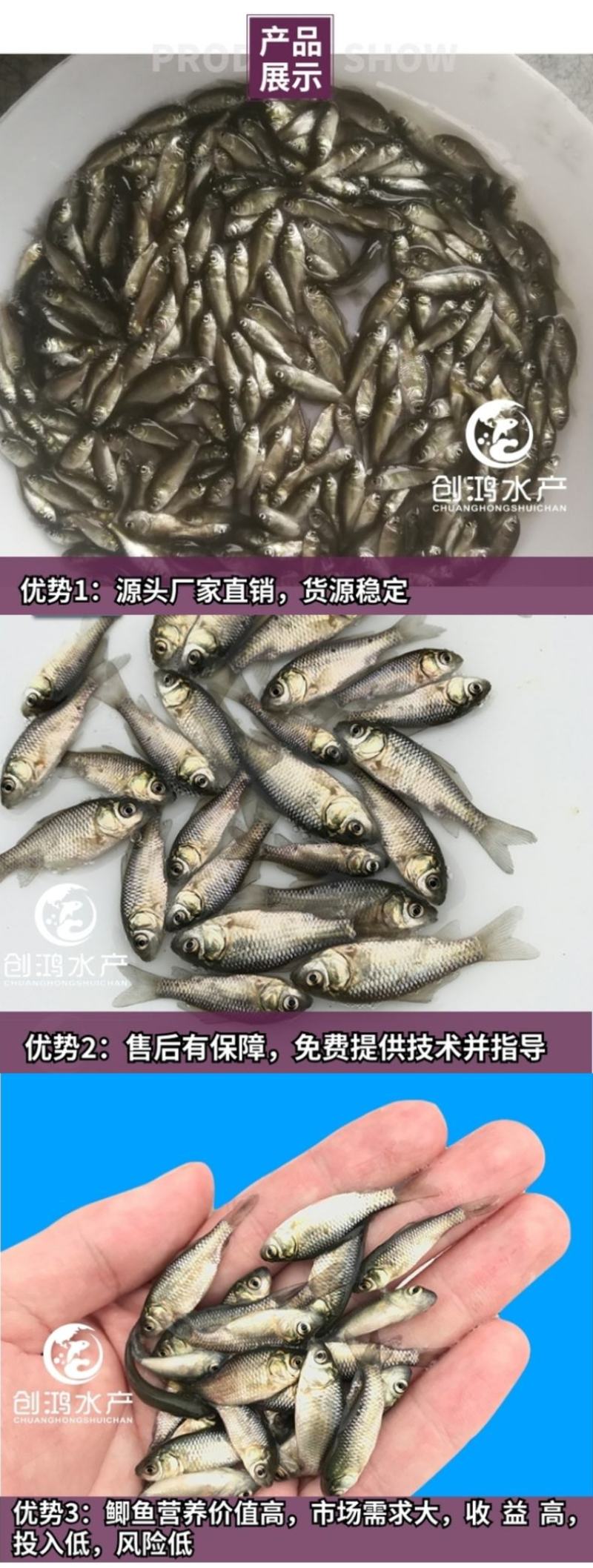 【2023新苗】鲫鱼鱼苗中科五号鲫鱼苗鲫鱼水花供应