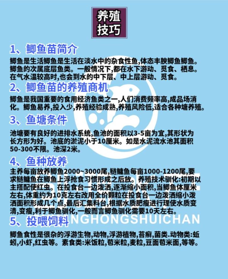 2023新苗鲫鱼鱼苗快大巨鲫鱼苗鲫鱼水花供应