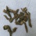 五爪龙，中药材五爪龙质量保证，经营各种中药材欢迎咨询！