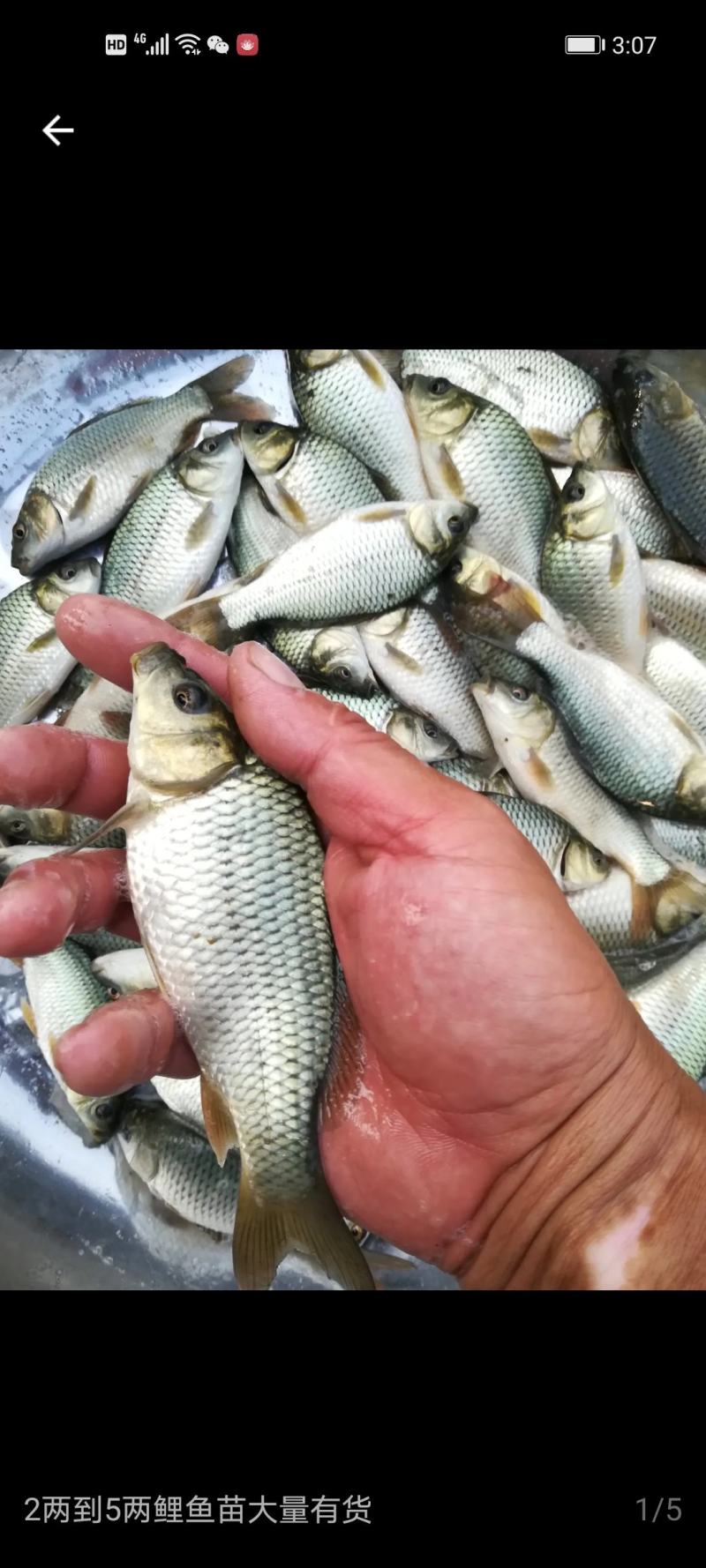鲤鱼苗，鲫鱼苗，草鱼苗，花白鲢苗常年出售