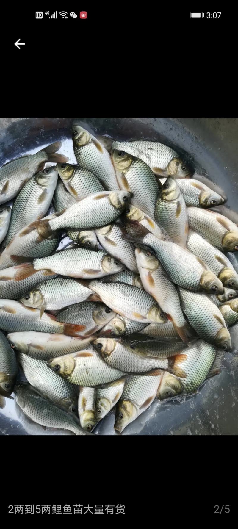 鲤鱼苗，鲫鱼苗，草鱼苗，花白鲢苗常年出售