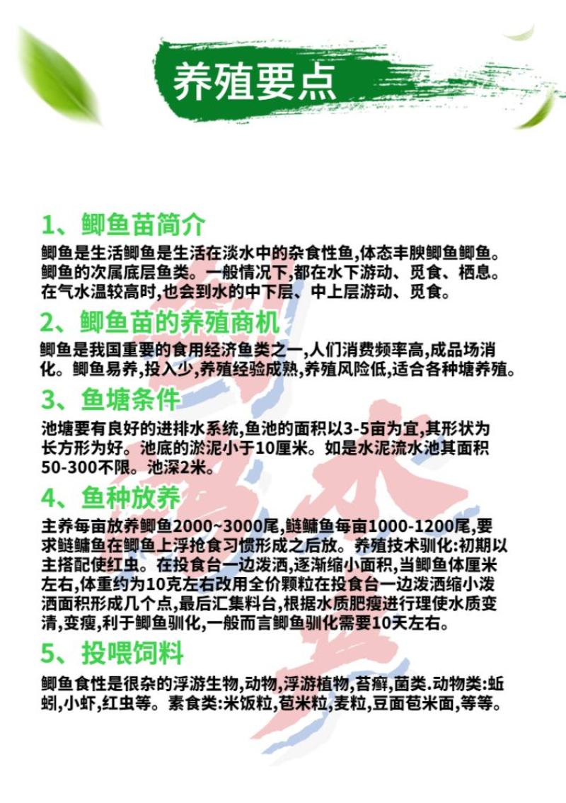 【2023新苗】鲫鱼鱼苗中科三号鲫鱼苗白鲫鱼苗东北鲫