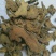 土大黄，正品羊蹄根质量保证，经营各种中药材，欢迎咨询合作