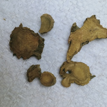 土大黄，正品羊蹄根质量保证，经营各种中药材，欢迎咨询合作