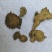 土大黄，正品羊蹄根质量保证，经营各种中药材，欢迎咨询合作