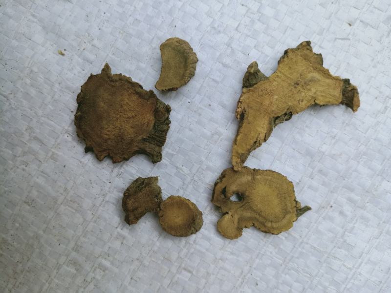 土大黄，正品羊蹄根质量保证，经营各种中药材，欢迎咨询合作