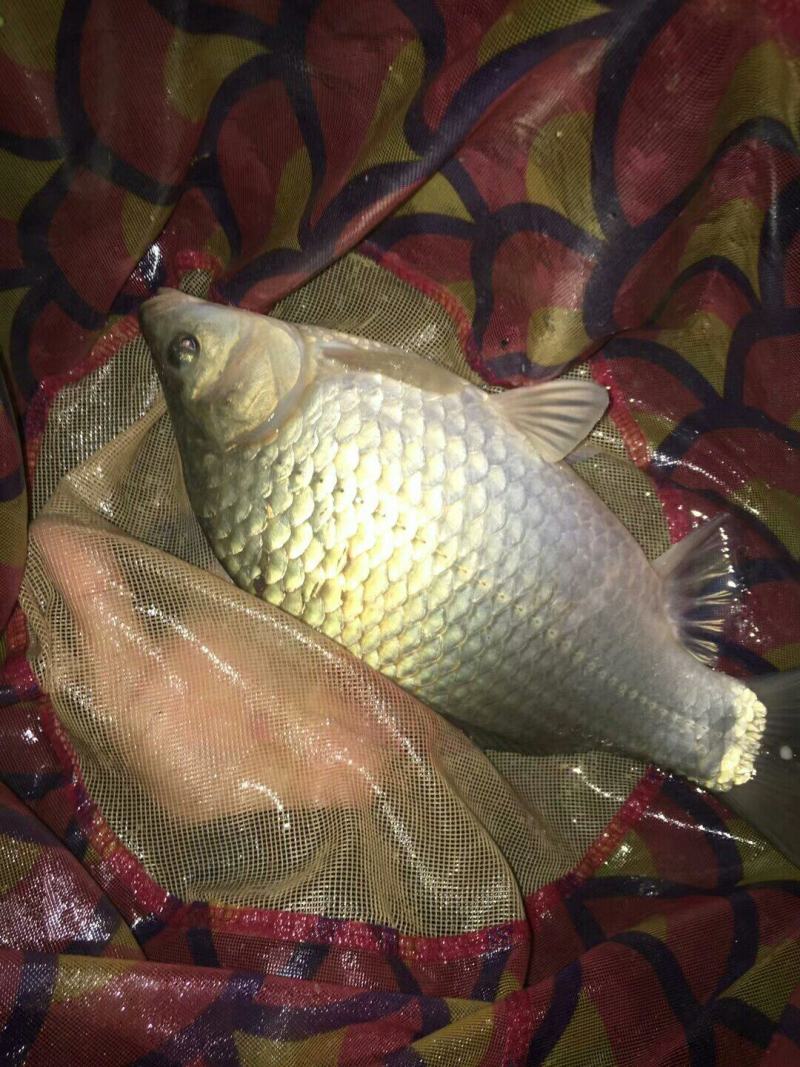 正宗黄金鲫苗，长速快不爱缺氧。