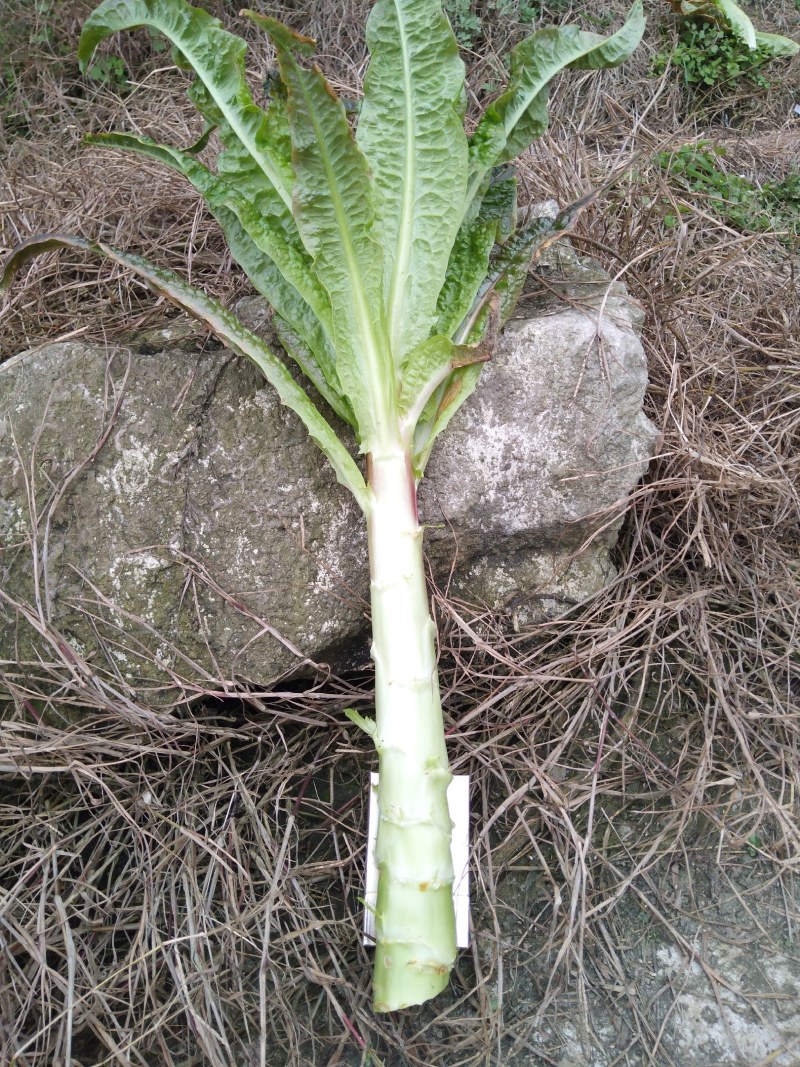 红叶莴笋火热售买中，欢迎各位新老顾客