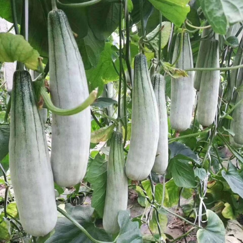 羊角蜜甜瓜山东寿光自产自销大量有货