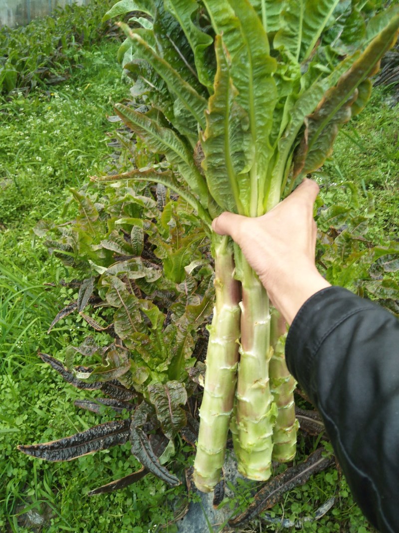 红叶莴笋火热售买中，欢迎各位新老顾客